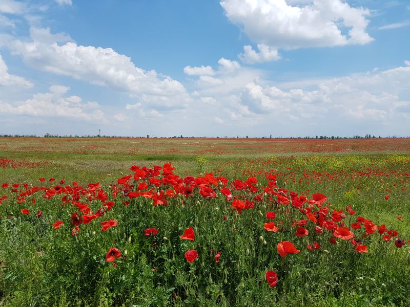 отель Энигма Крым Николаевка пляж дикий